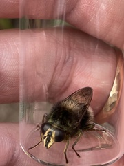 Criorhina ranunculi