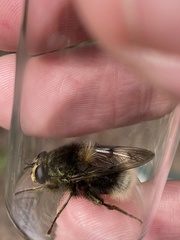 Criorhina ranunculi