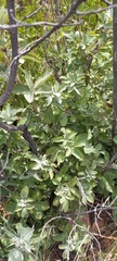Terminalia sericea