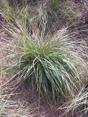 Ampelodesmos mauritanicus