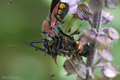 Rhynocoris segmentarius