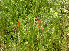 Castilleja minor stenantha