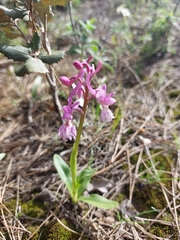 Anacamptis morio