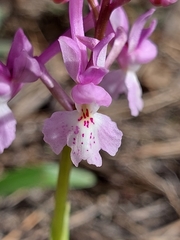 Anacamptis morio