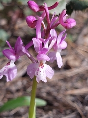 Anacamptis morio