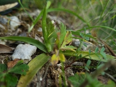 Anacamptis coriophora