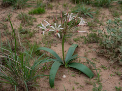 Nerine laticoma