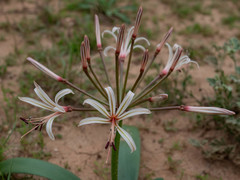 Nerine laticoma