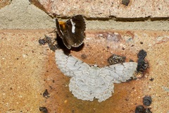 Buzara