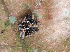 Thelacantha brevispina