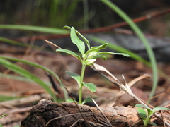 Orianthera pusilla