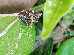Thelacantha brevispina