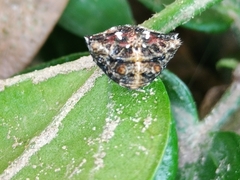 Thelacantha brevispina