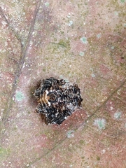 Thelacantha brevispina