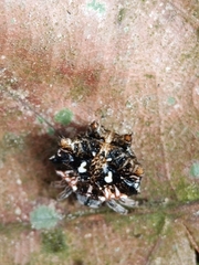 Thelacantha brevispina