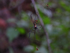 Trichonephila