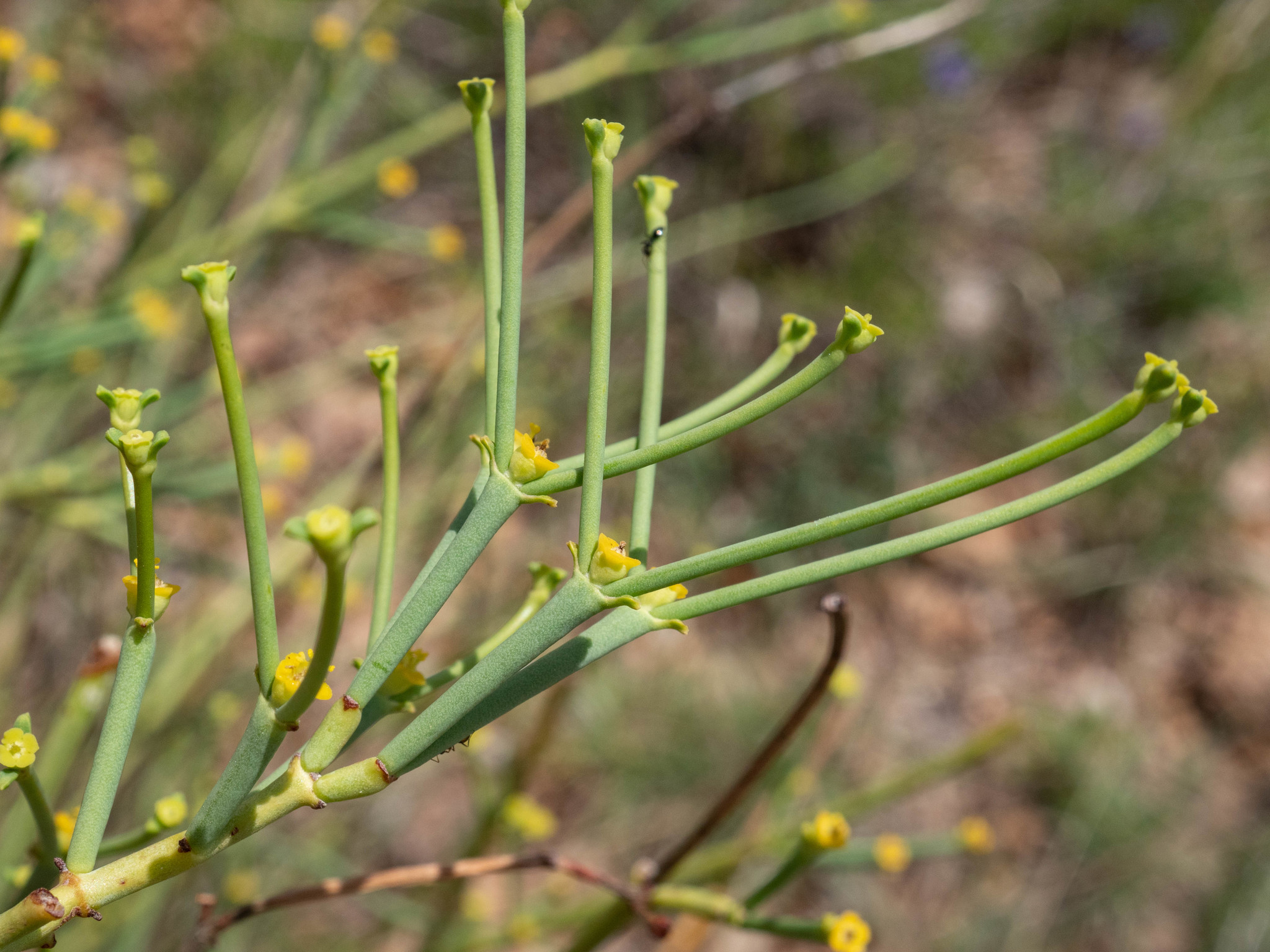 Euphorbia spartaria