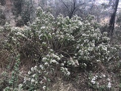 Ageratina petiolaris