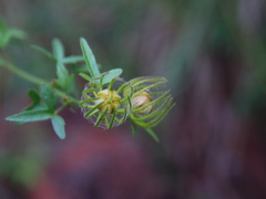 Hibiscus coulteri