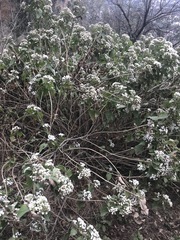 Ageratina petiolaris