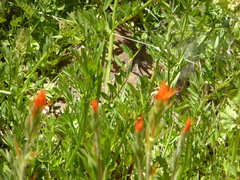 Castilleja minor stenantha