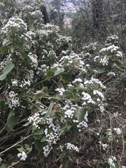 Ageratina petiolaris
