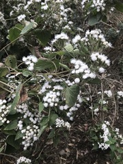 Ageratina petiolaris