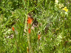 Castilleja minor stenantha
