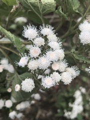 Ageratina petiolaris