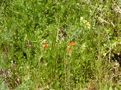 Castilleja minor stenantha