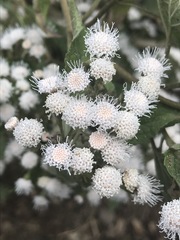 Ageratina petiolaris