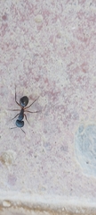 Camponotus xerxes
