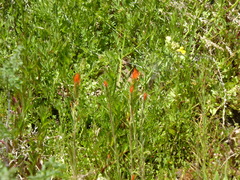 Castilleja minor stenantha