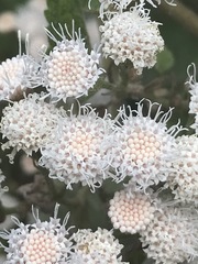 Ageratina petiolaris
