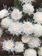Ageratina petiolaris