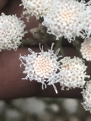 Ageratina petiolaris