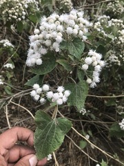 Ageratina petiolaris