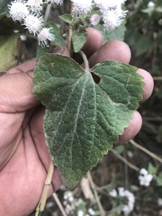 Ageratina petiolaris