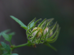 Hibiscus coulteri