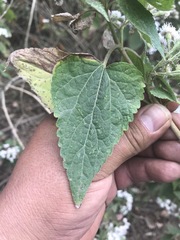 Ageratina petiolaris
