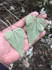 Ageratina petiolaris
