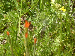 Castilleja minor stenantha