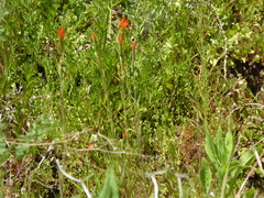 Castilleja minor stenantha