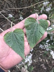 Ageratina petiolaris