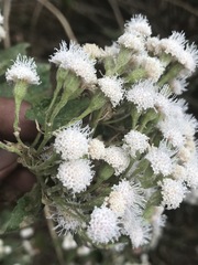 Ageratina petiolaris