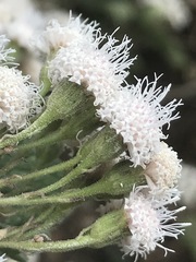 Ageratina petiolaris