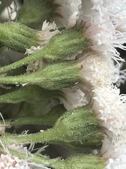 Ageratina petiolaris