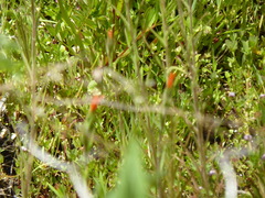 Castilleja minor stenantha