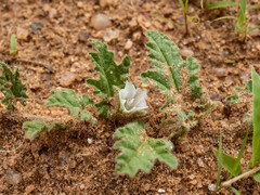 Convolvulus argillicola