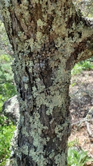 Quercus pacifica